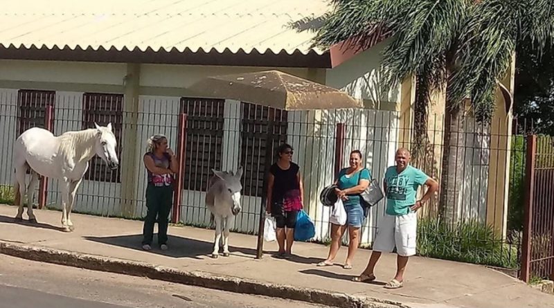 Burro faz sucesso “esperando ônibus” em parada em frente a Ala Jardim Europa